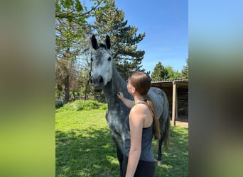 Reiterin sucht Reitbeteiligung (Pferd zur Verfügung)
