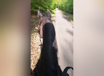 Reiterin sucht Reitbeteiligung
