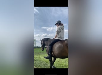 Reiterin sucht Reitbeteiligung/Pferd zur Verfügung 