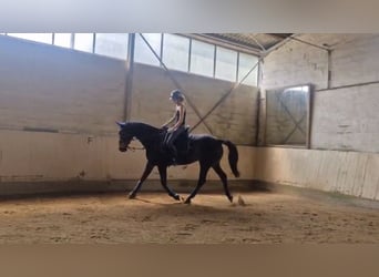 Reiterin sucht Reitbeteiligung/Pferd zur Verfügung 