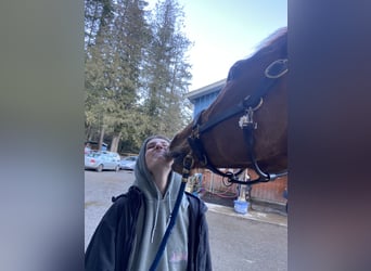 Reiterin sucht Reitbeteiligung/Pferd zur Verfügung 