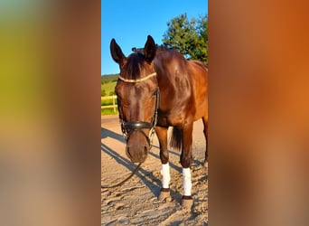 Renano, Caballo castrado, 10 años, 166 cm, Castaño