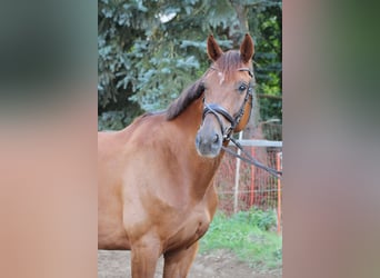 Renano, Caballo castrado, 10 años, 172 cm, Alazán