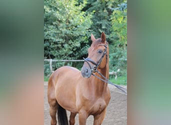 Renano, Caballo castrado, 10 años, 172 cm, Alazán