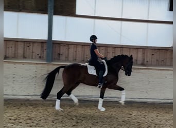 Renano, Caballo castrado, 10 años, 172 cm, Castaño