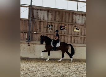Renano, Caballo castrado, 10 años, 172 cm, Castaño