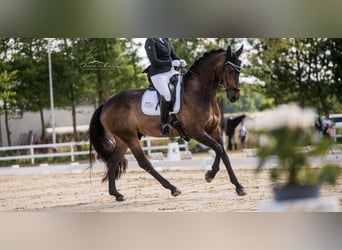 Renano, Caballo castrado, 10 años, 174 cm, Castaño oscuro