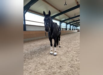 Renano, Caballo castrado, 10 años, 175 cm, Negro