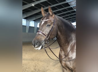 Renano, Caballo castrado, 10 años, 176 cm, Alazán-tostado