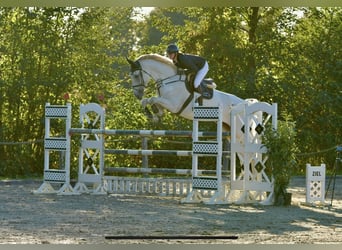 Renano, Caballo castrado, 10 años, 184 cm, Tordo
