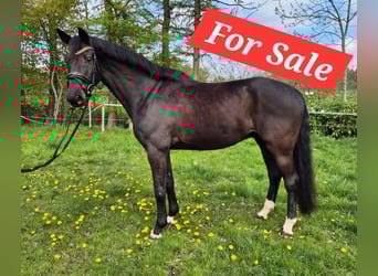 Renano, Caballo castrado, 11 años, 168 cm, Negro