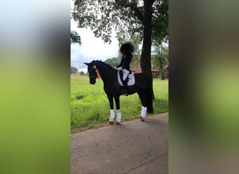 Renano, Caballo castrado, 11 años, 168 cm, Negro