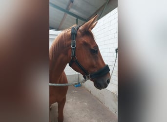 Renano, Caballo castrado, 11 años, 169 cm, Alazán