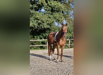 Renano, Caballo castrado, 11 años, 169 cm, Alazán