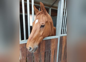 Renano, Caballo castrado, 11 años, 169 cm, Alazán