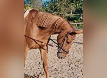 Renano, Caballo castrado, 11 años, 169 cm, Alazán