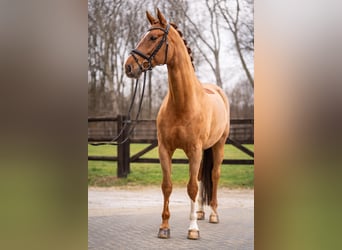 Renano, Caballo castrado, 11 años, 172 cm, Alazán