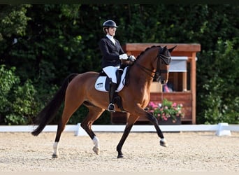 Renano, Caballo castrado, 11 años, 176 cm, Castaño