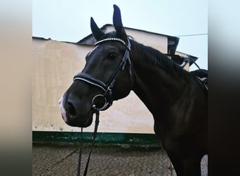 Renano, Caballo castrado, 11 años, 176 cm, Castaño oscuro