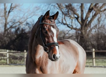 Renano, Caballo castrado, 11 años, Castaño