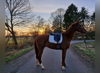 Renano, Caballo castrado, 12 años, 169 cm, Alazán