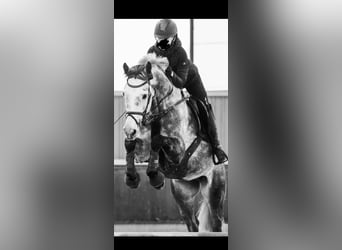 Renano, Caballo castrado, 12 años, 170 cm, Tordo rodado