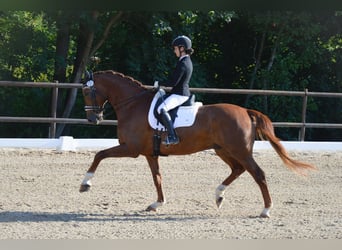 Renano, Caballo castrado, 12 años, 171 cm, Alazán
