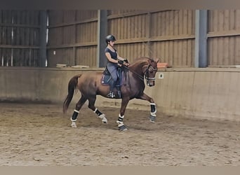 Renano, Caballo castrado, 12 años, 171 cm, Alazán