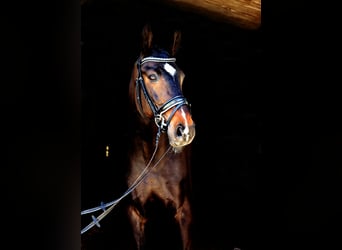 Renano, Caballo castrado, 12 años, 173 cm, Morcillo