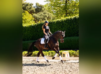 Renano, Caballo castrado, 12 años, 173 cm, Morcillo