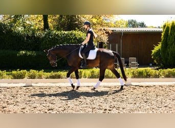 Renano, Caballo castrado, 12 años, 173 cm, Morcillo