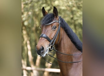 Renano, Caballo castrado, 12 años, 174 cm, Castaño