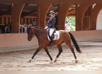 Renano, Caballo castrado, 12 años, 174 cm, Castaño oscuro