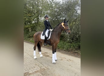 Renano, Caballo castrado, 12 años, 175 cm, Castaño