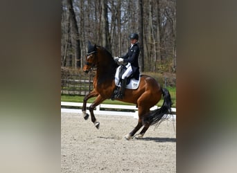 Renano, Caballo castrado, 12 años, 175 cm, Castaño