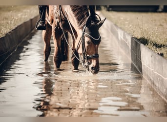 Renano, Caballo castrado, 12 años, 175 cm, Castaño