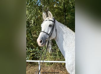 Renano, Caballo castrado, 12 años, 178 cm, Tordo picazo