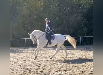 Renano, Caballo castrado, 12 años, 178 cm, Tordo picazo