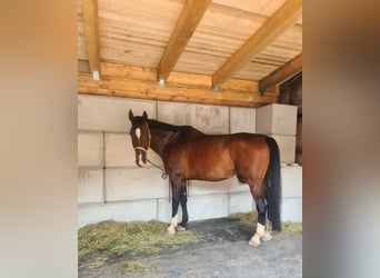Renano, Caballo castrado, 12 años, 181 cm, Castaño oscuro