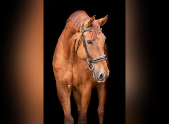 Renano, Caballo castrado, 12 años, 185 cm, Alazán