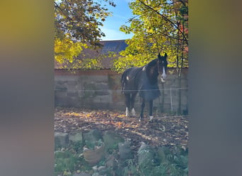 Renano, Caballo castrado, 13 años, 166 cm, Castaño