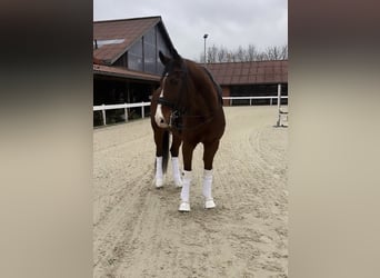 Renano, Caballo castrado, 13 años, 166 cm, Castaño