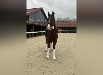 Renano, Caballo castrado, 13 años, 166 cm, Castaño