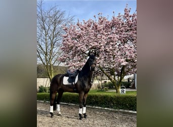 Renano, Caballo castrado, 13 años, 173 cm, Castaño oscuro