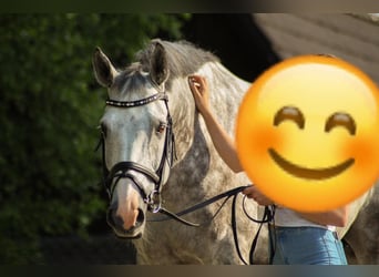 Renano, Caballo castrado, 13 años, 174 cm, Tordo