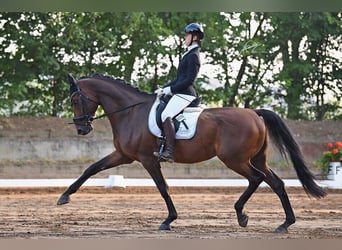 Renano, Caballo castrado, 13 años, 178 cm, Castaño