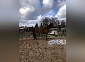 Renano, Caballo castrado, 13 años, 180 cm, Castaño