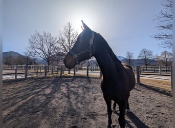 Renano, Caballo castrado, 13 años, 180 cm, Castaño oscuro