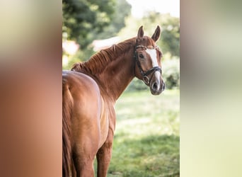 Renano, Caballo castrado, 14 años, 165 cm, Alazán