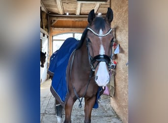 Renano, Caballo castrado, 14 años, 166 cm, Castaño